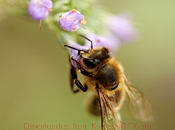 云呼死你轰炸免费网页平台