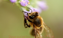 云呼死你轰炸免费网页平台