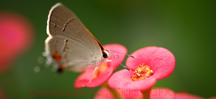 云呼死你轰炸免费网页平台
